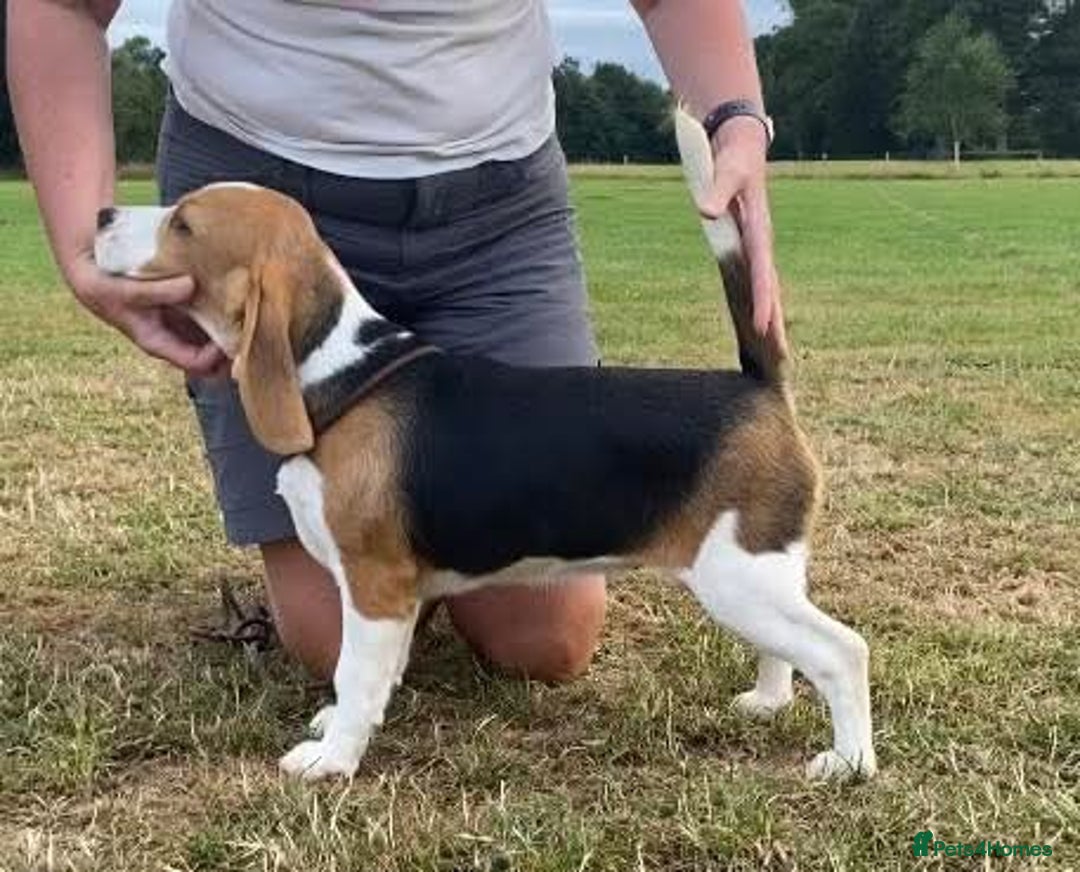 Beagle dogs for sale: KC Registered Beagle Pups in Llanwrtyd Wells - Image 27