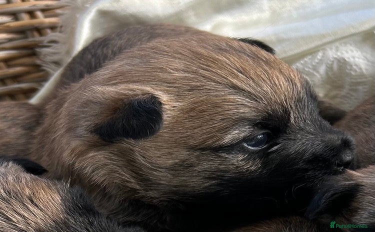 Cairn Terrier dogs - Advert 6