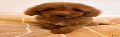 Labradoodle 5