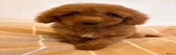 Labradoodle dogs for sale: LICENSED BREEDER TOY MINIATURE LABRADOODLES   - Advert 10