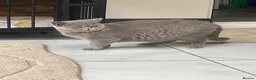 British Shorthair cats for sale: British shorthair silver spotted  - Advert 13