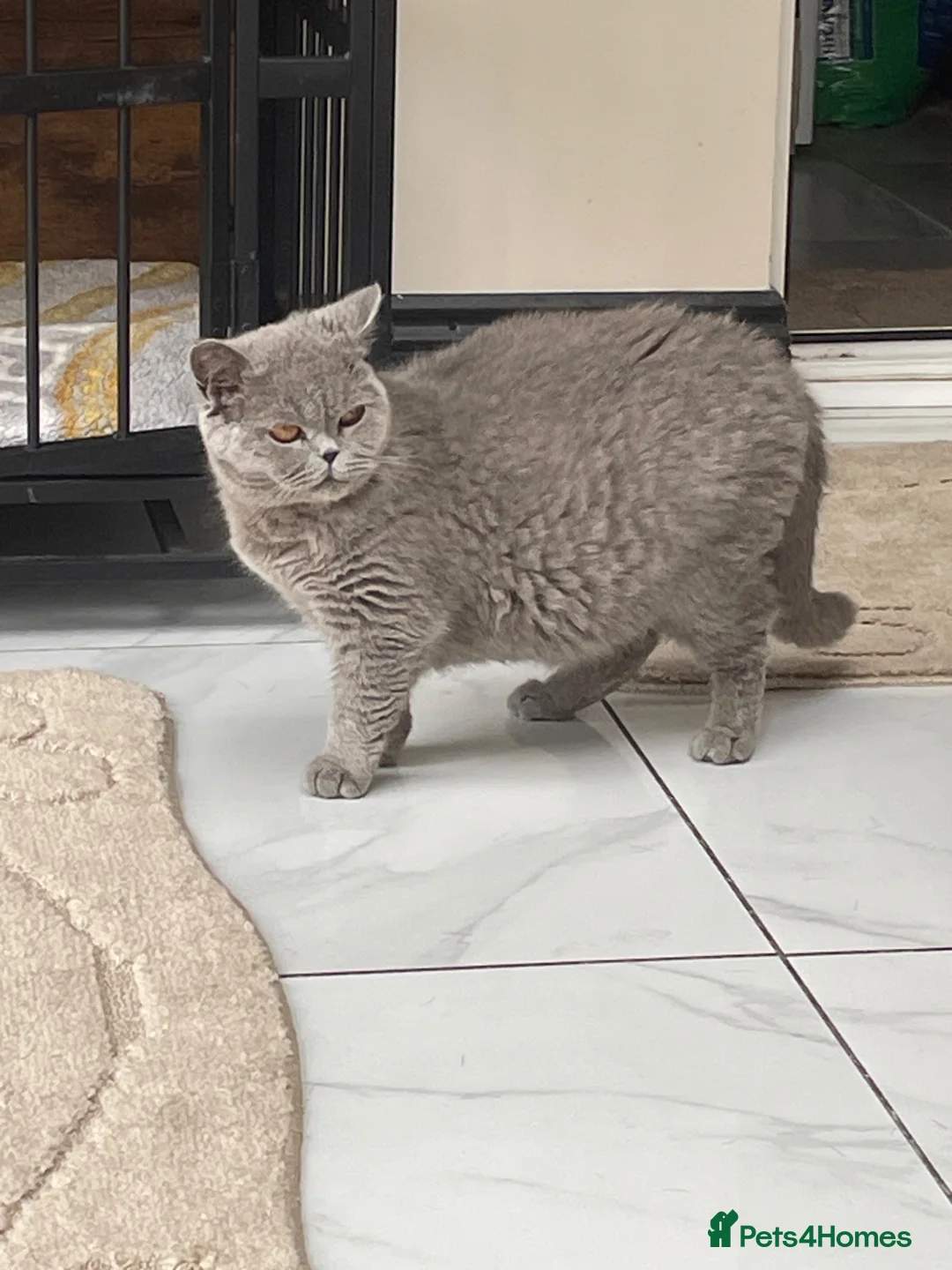 British Shorthair cats for sale: British shorthair silver spotted  - Advert 13