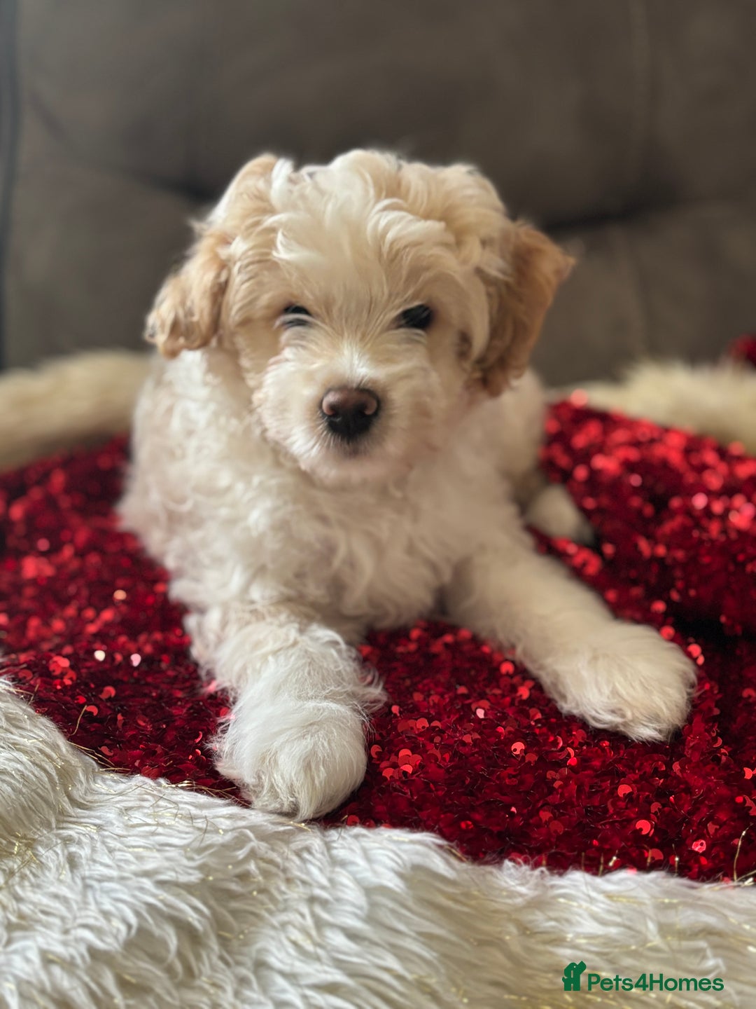 Mixed Breed dogs for sale: 💙 Blue Baby Boy Wants a new home 💙 - Advert 1