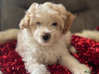 Mixed Breed dogs 💙 Blue Baby Boy Wants a new home for ** 💙 - Advert 2