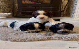 Cocker Spaniel dogs for sale: 2 blue roan cocker spaniel puppies &tri colour pup - Image 5