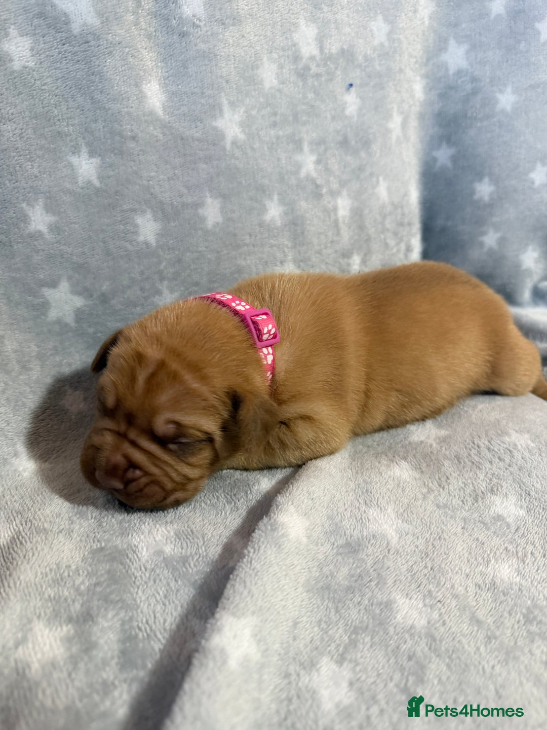 Dogue De Bordeaux dogs for sale: Beautiful Dogue De Bordeaux Puppies - Advert 14