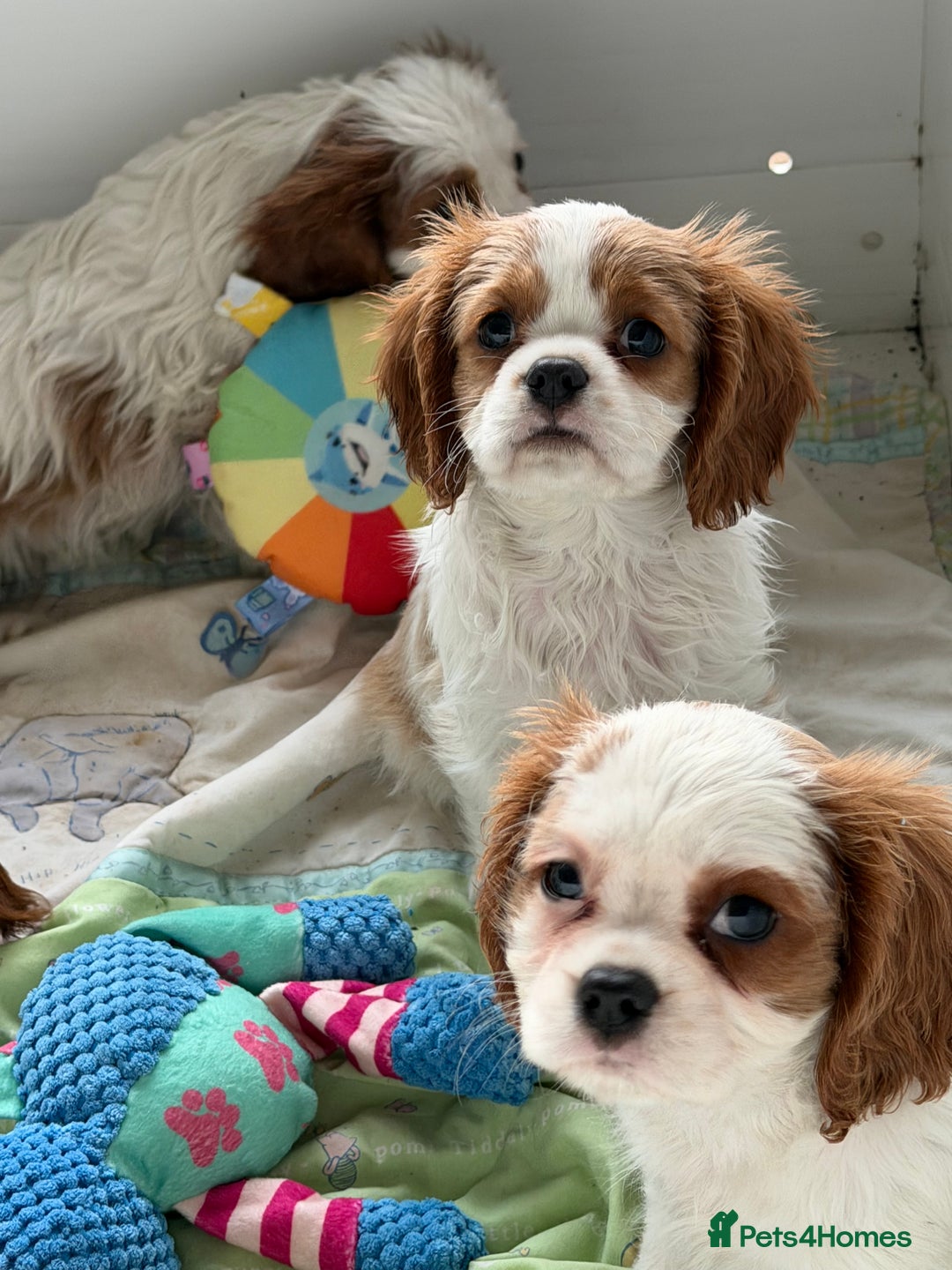 Cavalier King Charles Spaniel dogs for sale: Kc registered cavalier king charles puppies - Advert 8