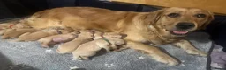 Golden Retriever dogs for sale: Beautiful golden retriever pups 🐾 in London - Advert 2