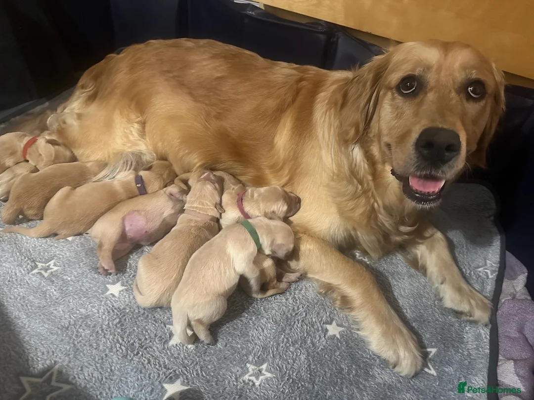 Golden Retriever dogs for sale: Beautiful golden retriever pups 🐾 in London - Advert 2