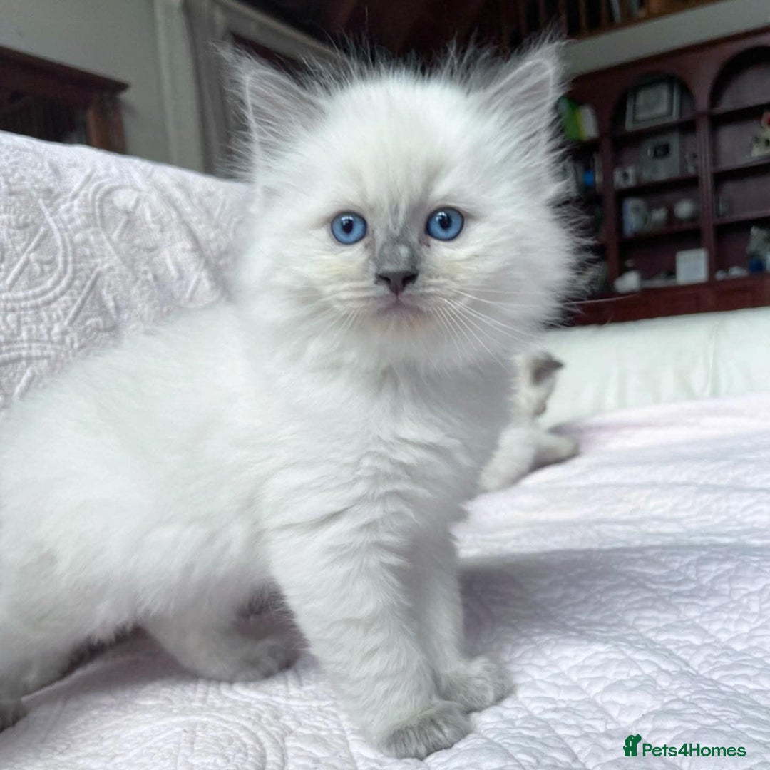 Ragdoll cats for sale: Beautiful Ragdoll Kittens - Image 4