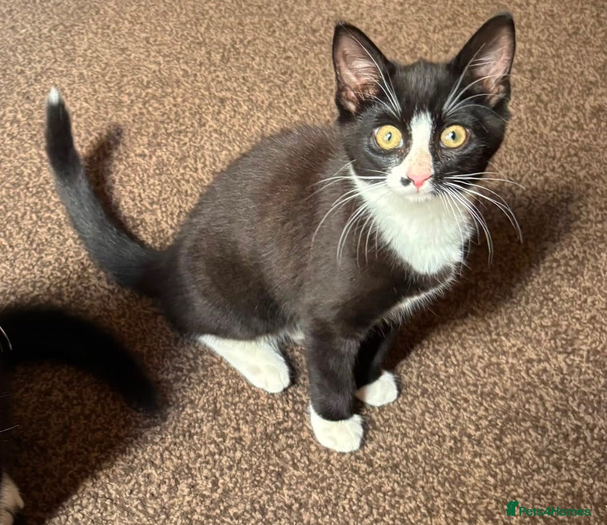 Mixed Breed cats Kittens for sale  - Advert 5