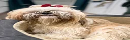 Shih Tzu dogs for sale: Stunning Shih Tzu Puppies   - Advert 1