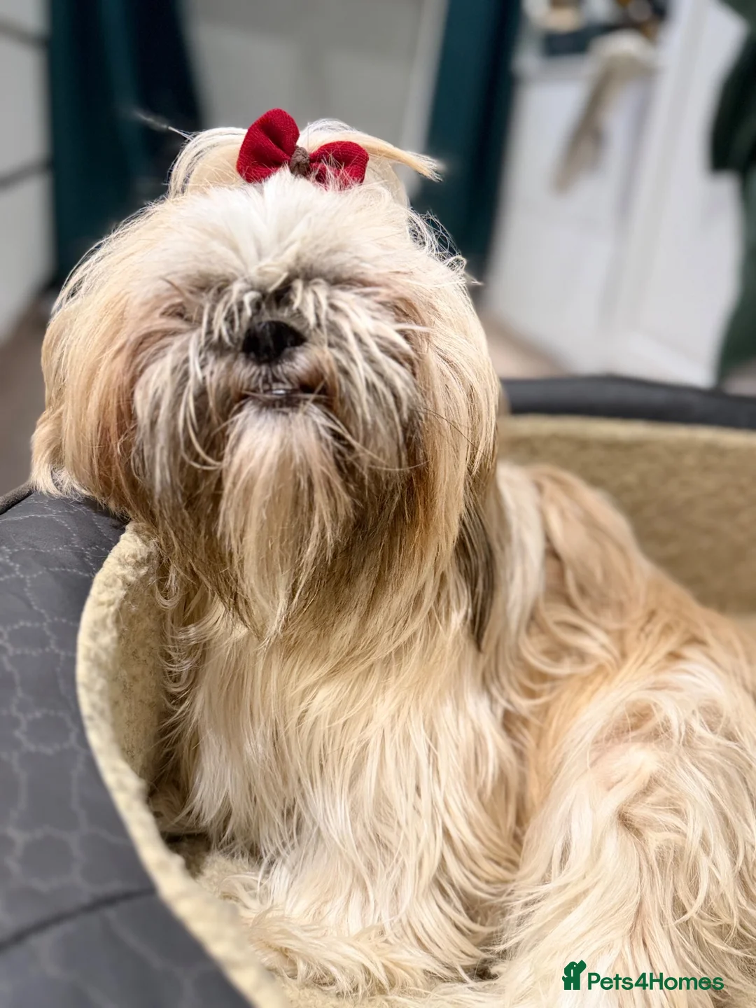 Shih Tzu dogs for sale: Stunning Shih Tzu Puppies   - Advert 1