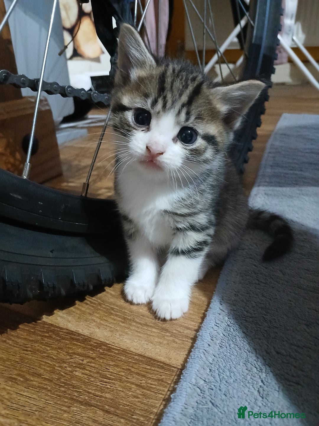 Mixed Breed cats for sale: 6 beautiful kittens - Image 8