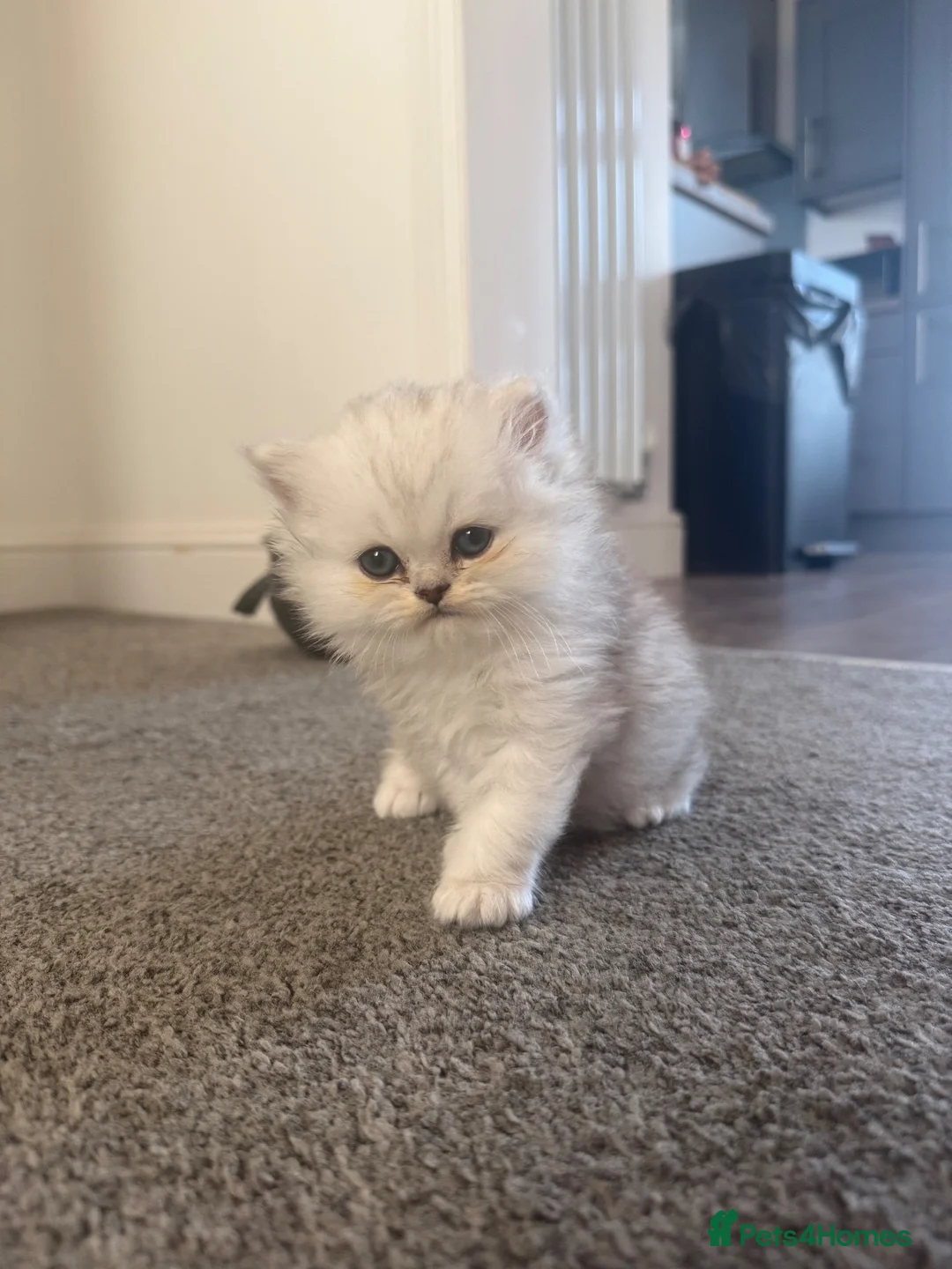 British Longhair cats for sale: British Longhair Boy  - Advert 1