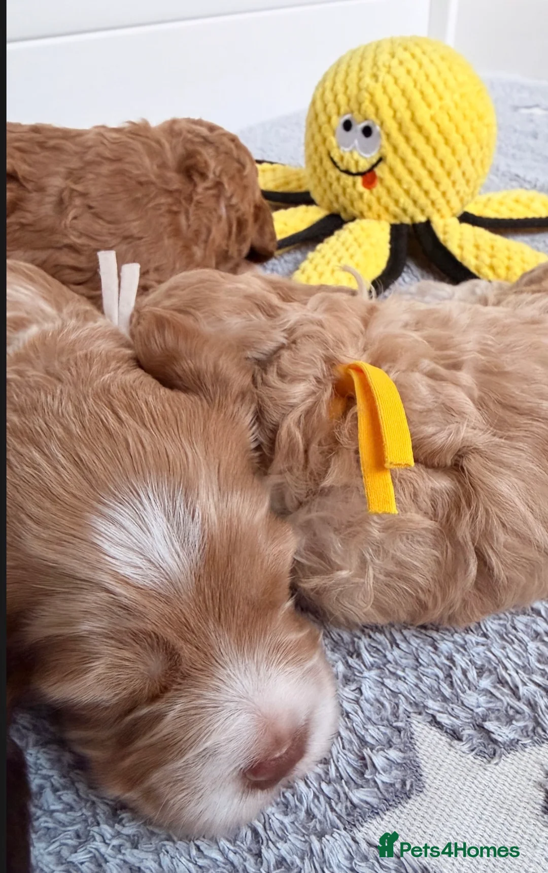 Cockapoo dogs for sale: Cockapoos - Both Parents Health Tested  - Advert 2