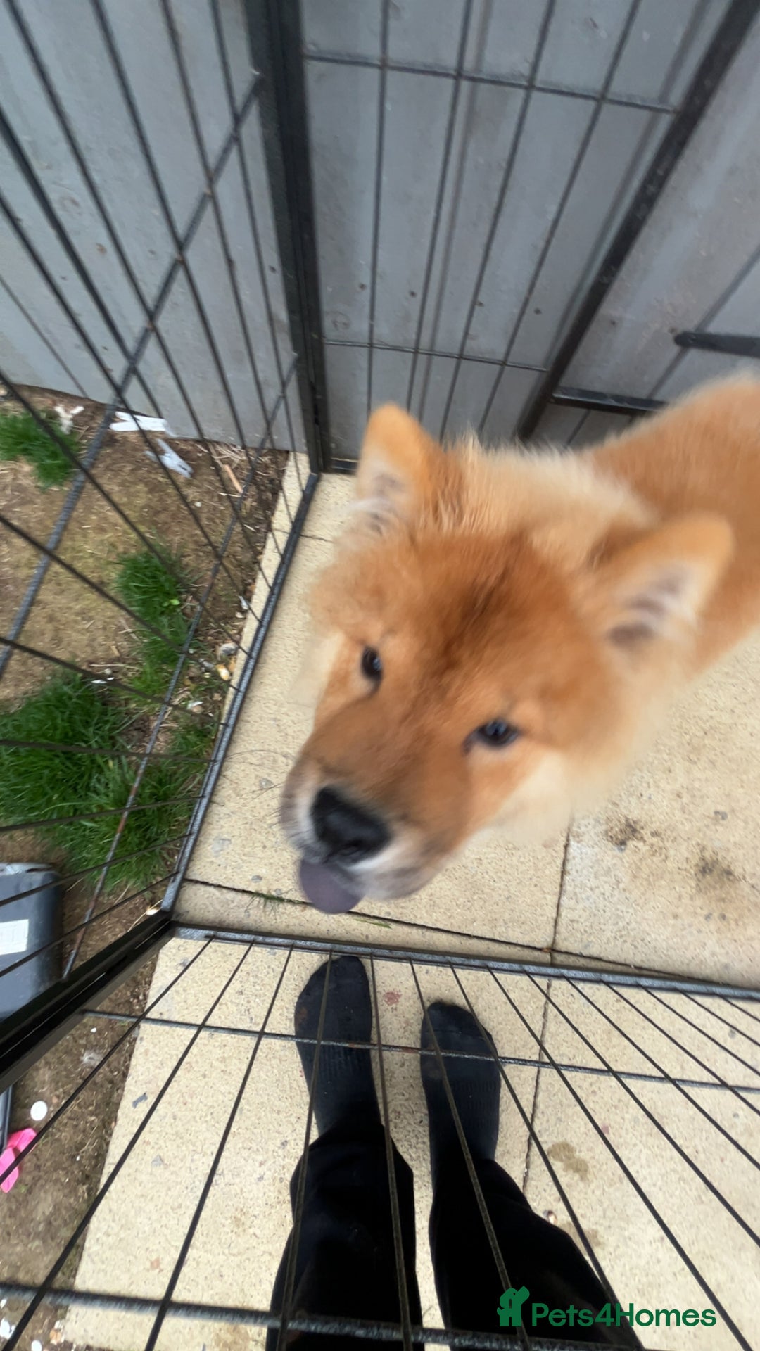 Chow Chow dogs for sale: 5 month chow chow puppy Koba  - Advert 7