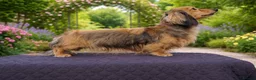 Miniature Dachshund dogs for stud: Miniature long dachshund shaded cream  in Henley-in-Arden - Advert 3