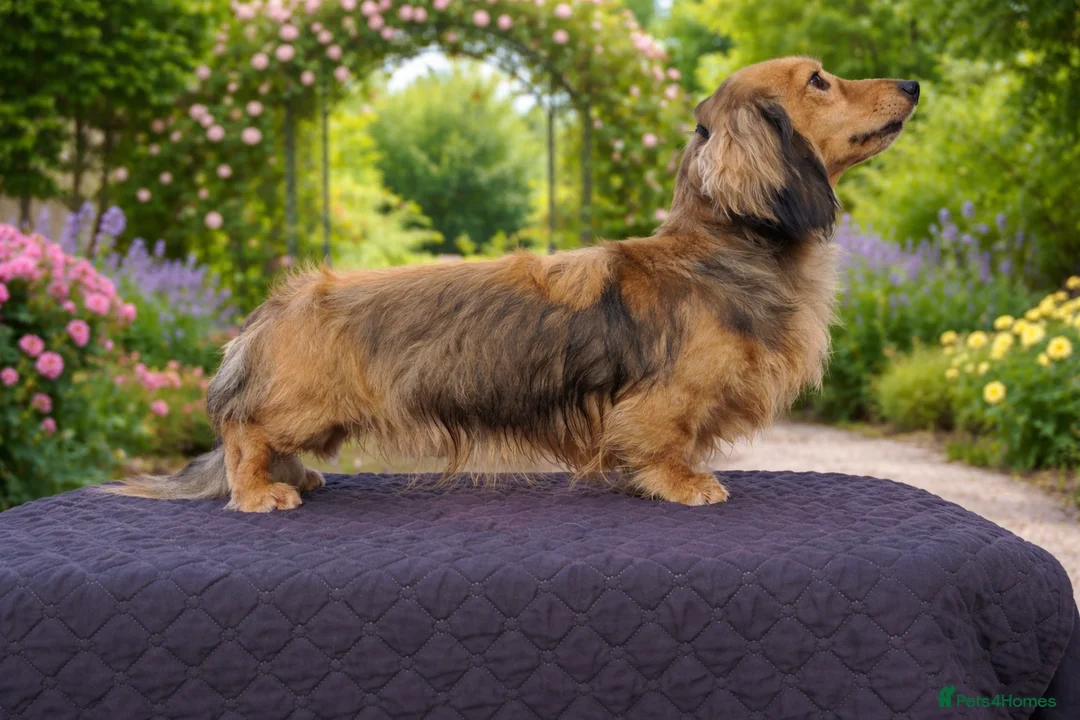 Miniature Dachshund dogs for stud: Miniature long dachshund shaded cream  in Henley-in-Arden - Advert 3