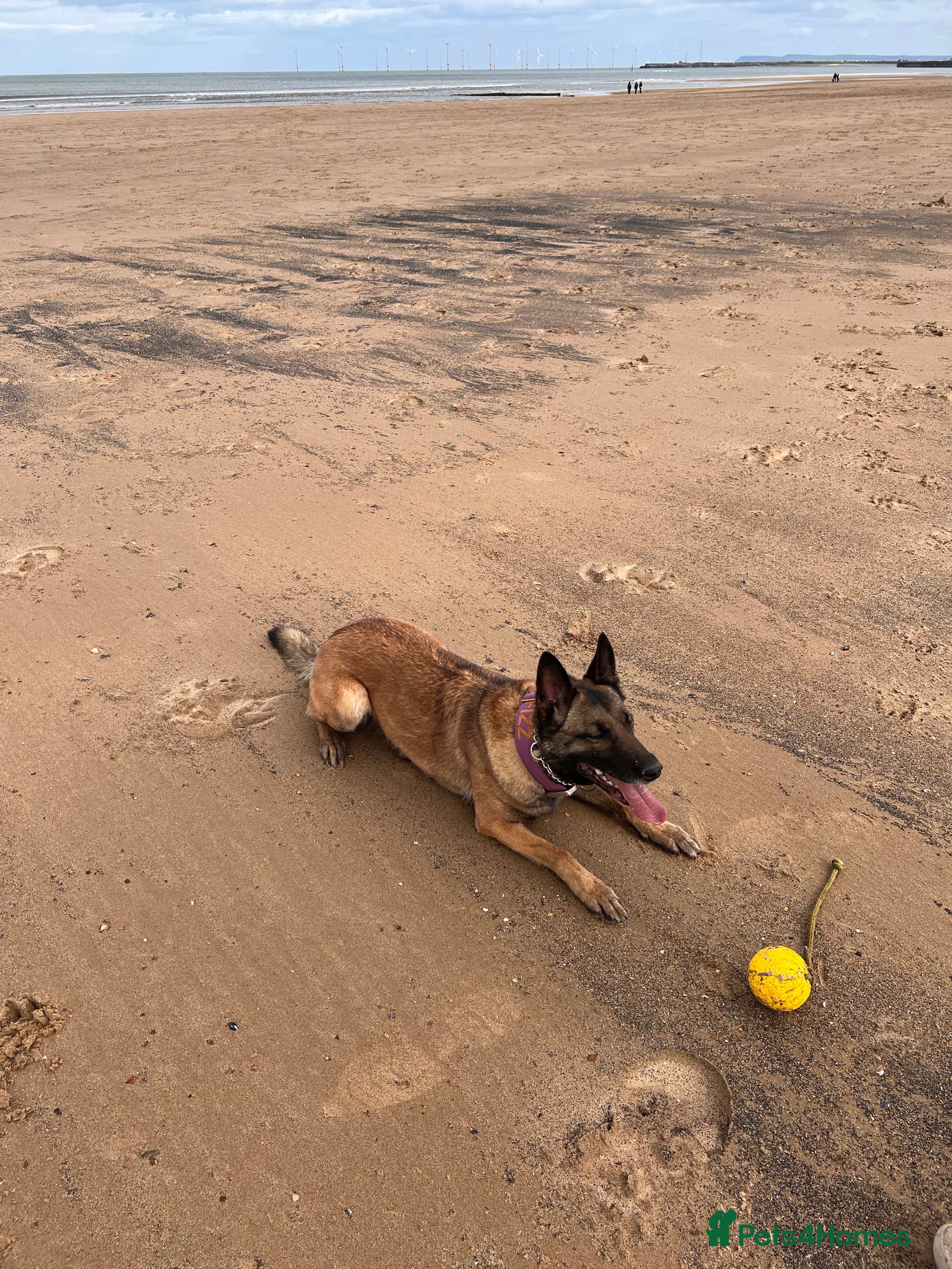 Mixed Breed dogs Belgium Malinois x Dutch Herder Puppies - Advert 2