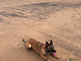 Mixed Breed dogs Belgium Malinois x Dutch Herder Puppies - Advert 10