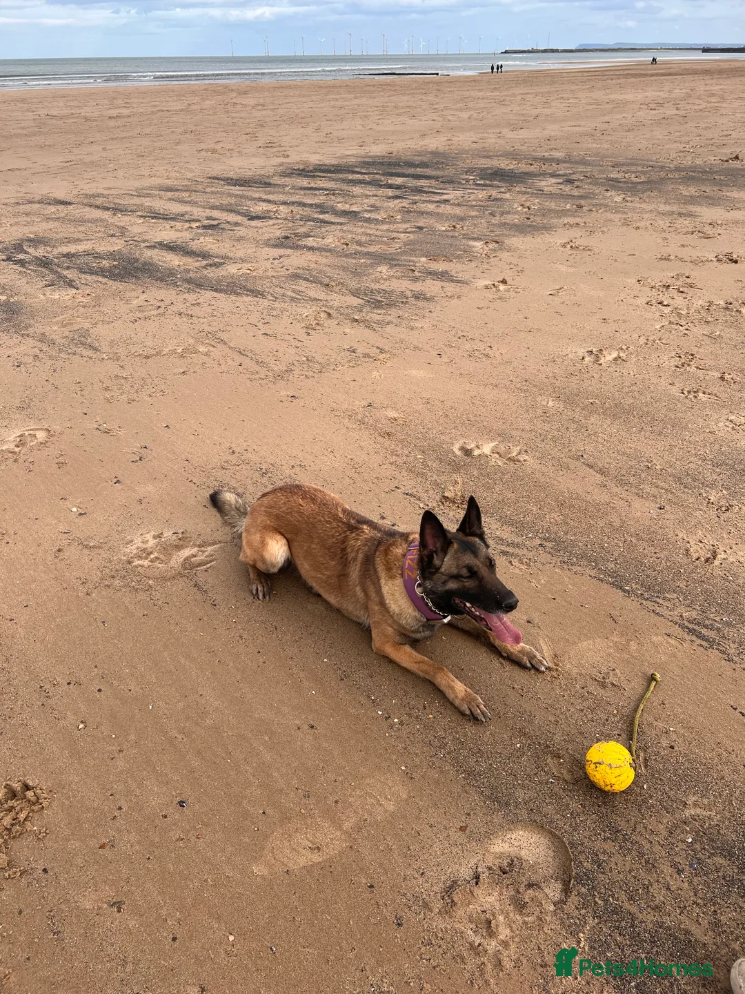 Mixed Breed dogs for sale: Belgium Malinois x Dutch Herder Puppies - Advert 7