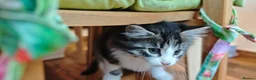 Mixed Breed cats for sale: Fluffy kittens for sale - Advert 16