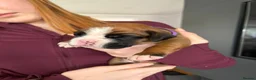 Boxer dogs for sale: Beautiful, KC registerd boxer puppies for sale in Canvey Island - Advert 13