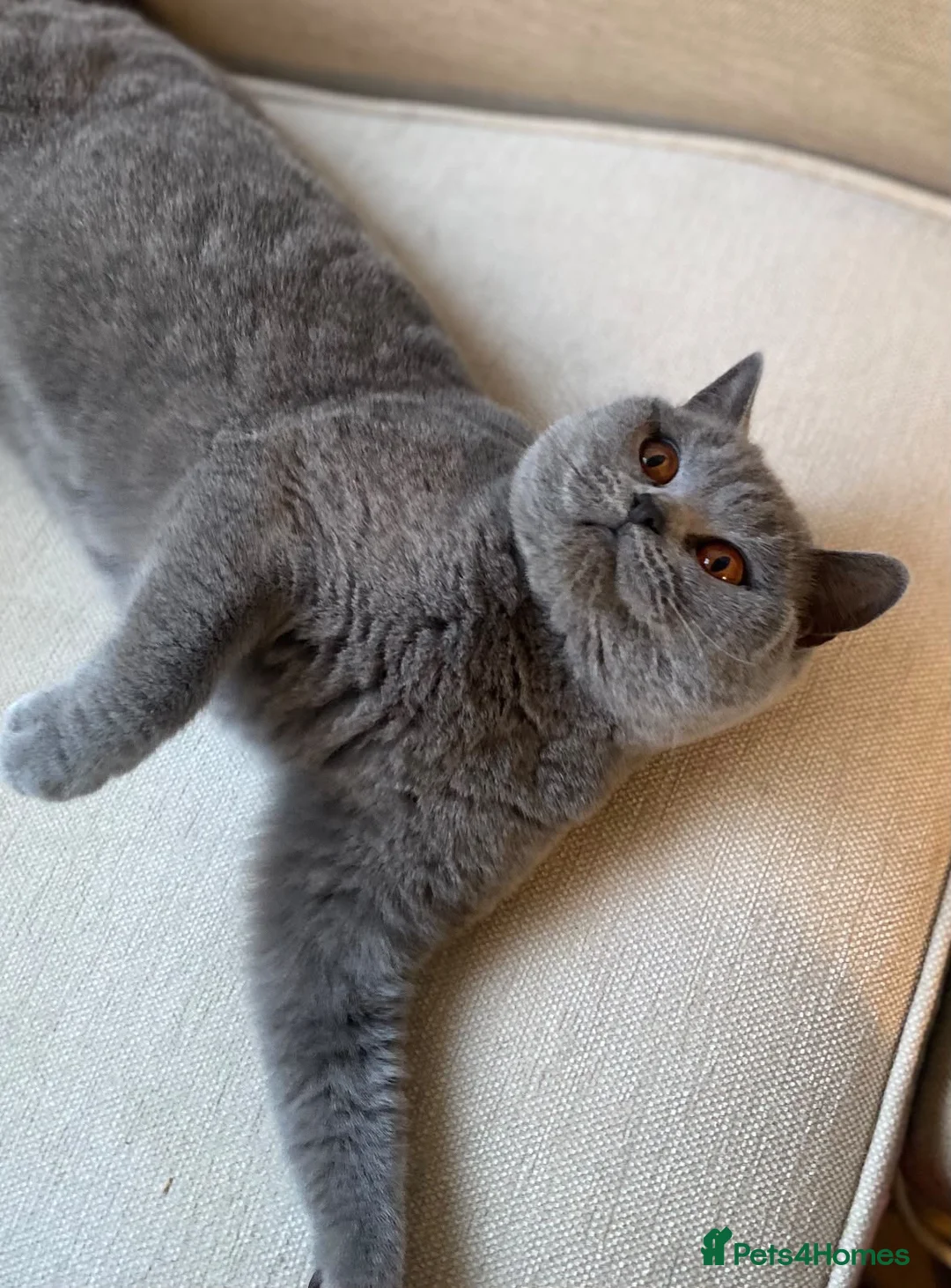 British Shorthair cats for sale: Stunning friendly Retired Queen  in Herne Bay - Advert 3