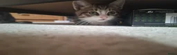 Mixed Breed cats for sale: Kittens for sale  - Advert 4