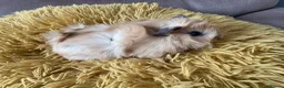 Guinea Pig rodents for sale: Gorgeous baby Guinea Pigs - Advert 14