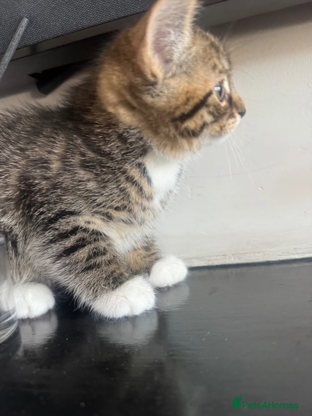 Mixed Breed cats for sale: 4, 8 week old kittens  - Advert 25