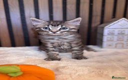 Ragdoll cats for sale: 🌙 Grey Ghost Kittens🎃 – Ragdoll × Tabby 🐾 - Image 29
