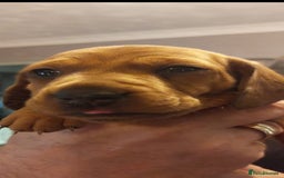 Dachshund dogs for sale: Standard Dachshund puppies  - Advert 1