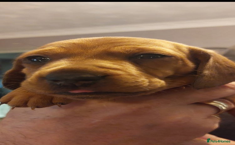 Dachshund dogs Standard Dachshund puppies  - Advert 2