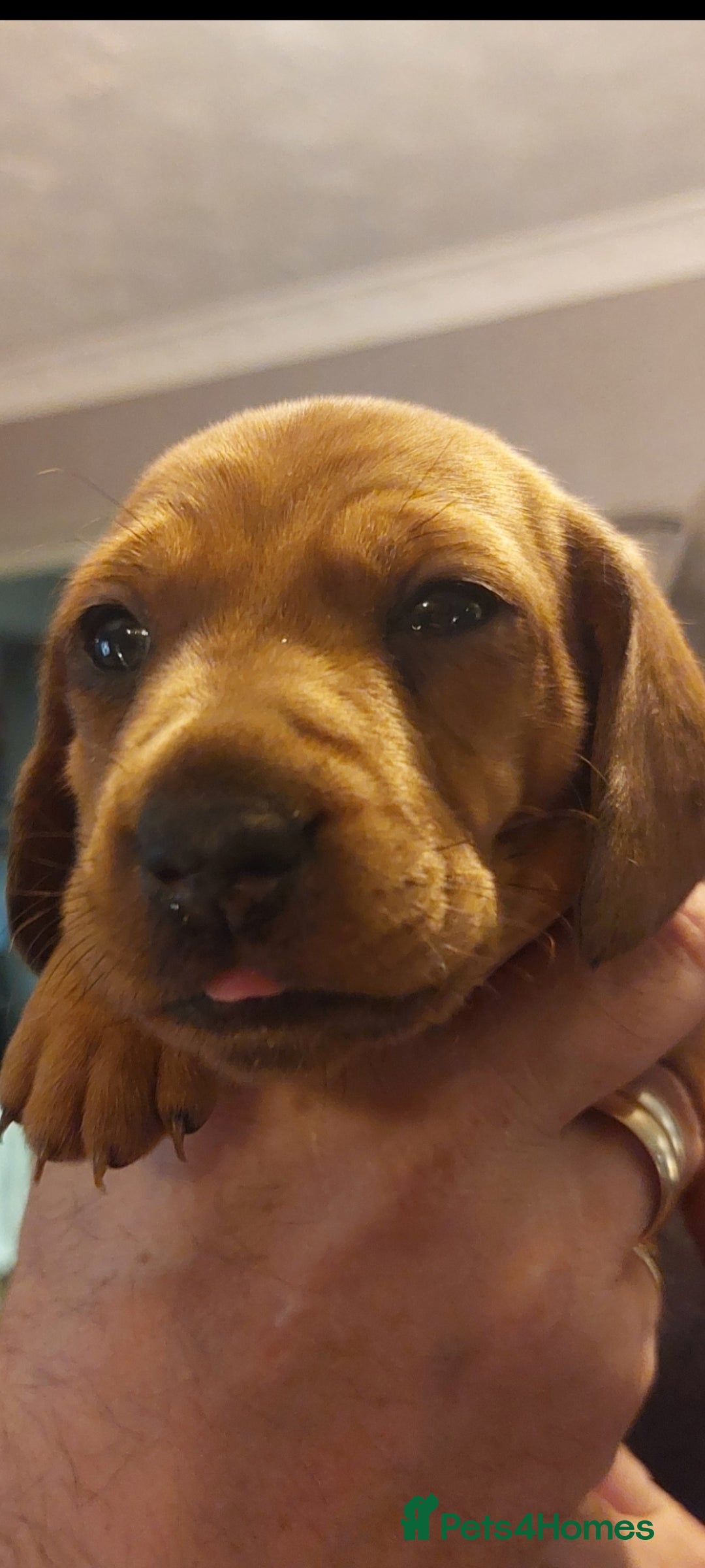 Dachshund dogs for sale: Standard Dachshund puppies  - Advert 1