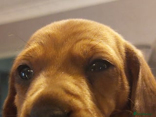 Dachshund dogs for sale: Standard Dachshund puppies - Advert 1