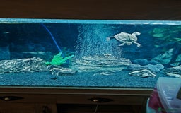 Turtle reptiles for sale: Male Mississippi map turtle - Image 3