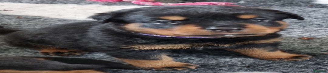 Purple girl