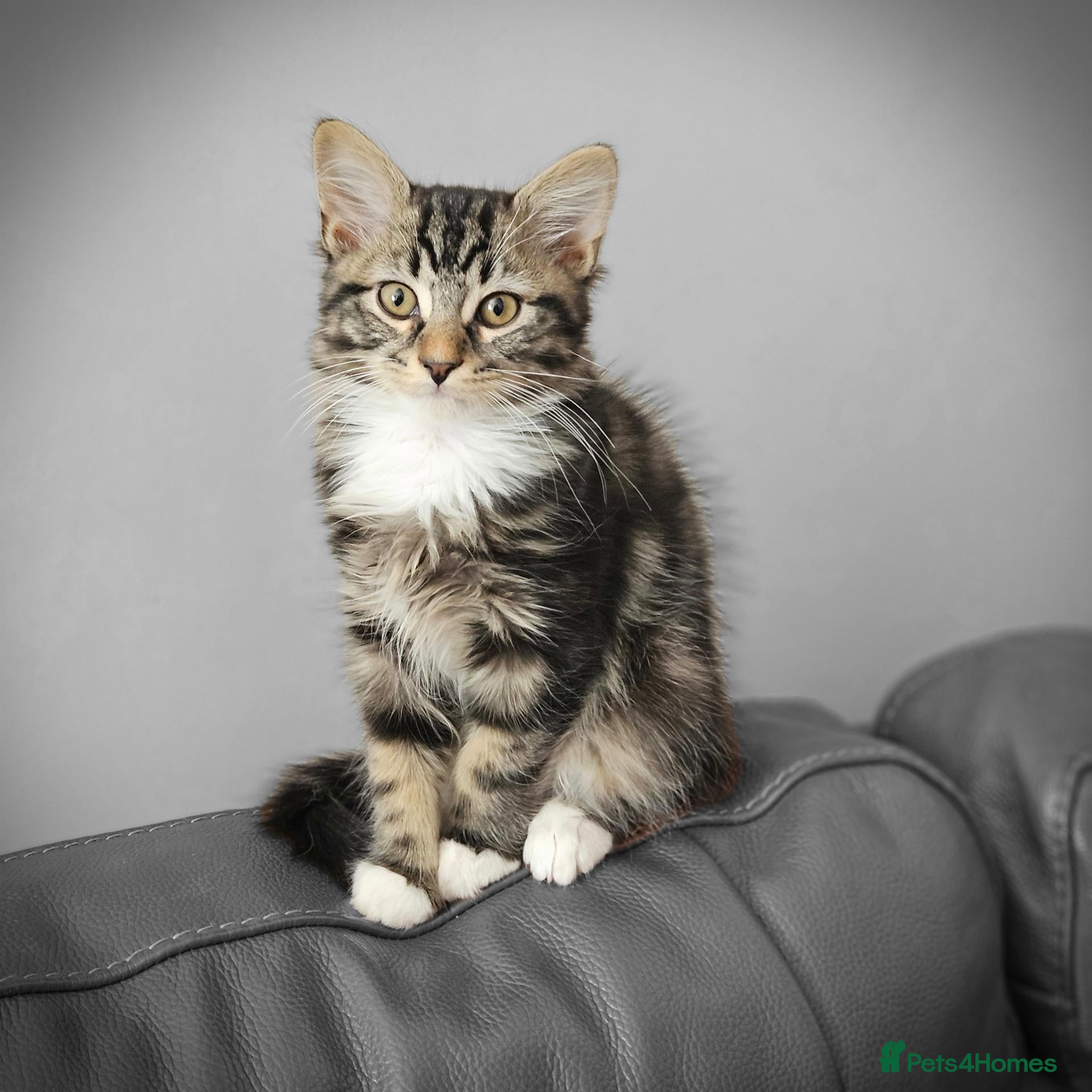 Mixed Breed cats Little cute kittens with big personality 😍 - Advert 13