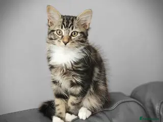 Mixed Breed cats Little cute kittens with big personality 😍 - Advert 13