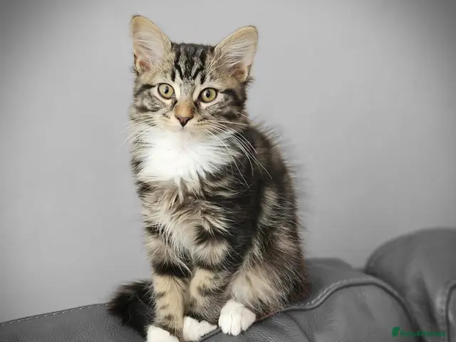 Mixed Breed cats Little cute kittens with big personality 😍 - Advert 12