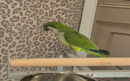 Parrots birds for sale: Qacker parrot  - Image 1