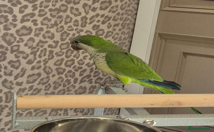 Parrots birds - Advert 1