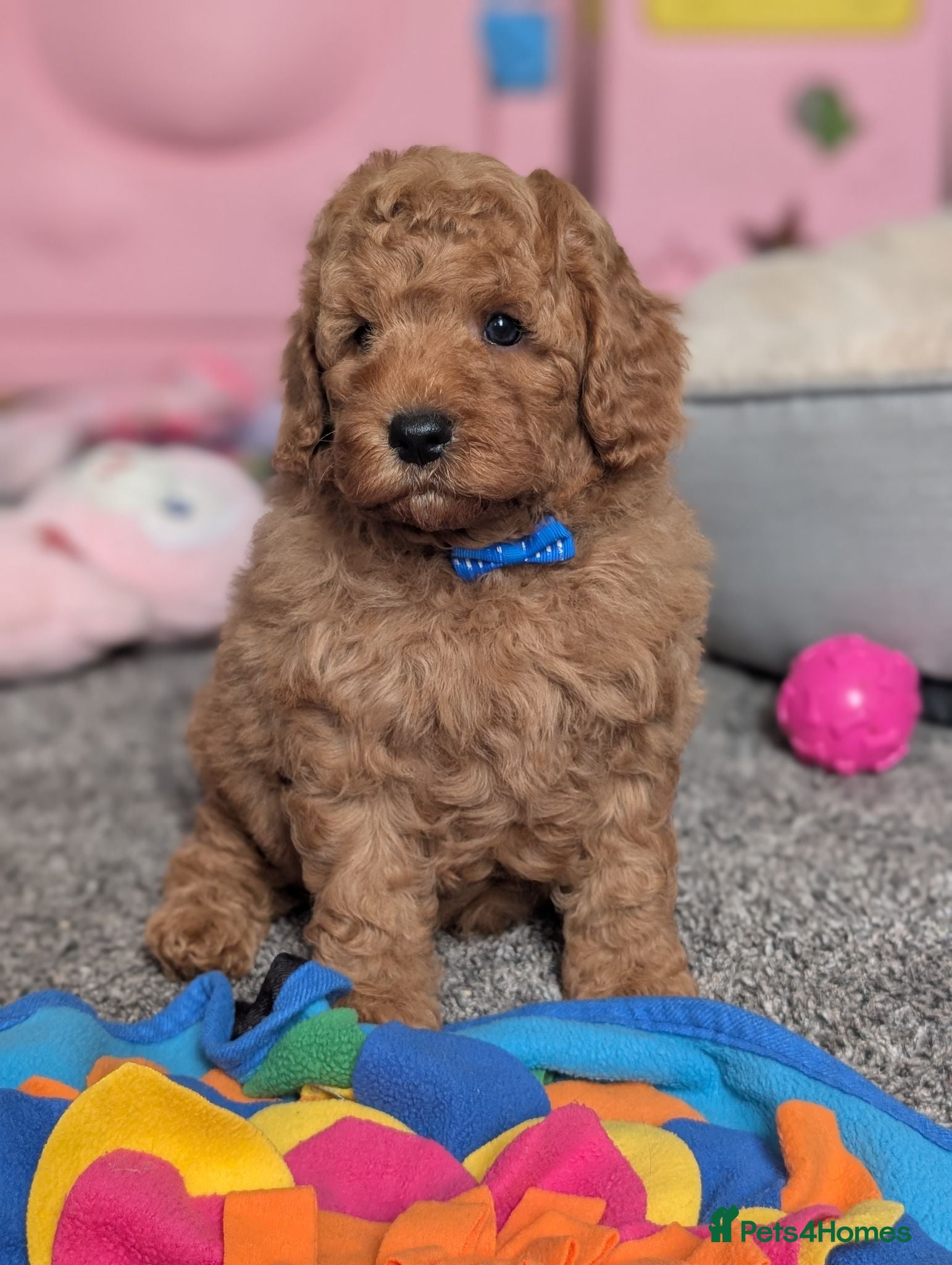 Cavapoo dogs Adorable F1b Cavapoo puppies.  - Advert 17