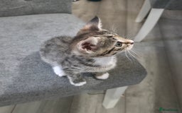 Mixed Breed cats for sale: Adorable Female Kitten for Sale! 🐾 - Image 4