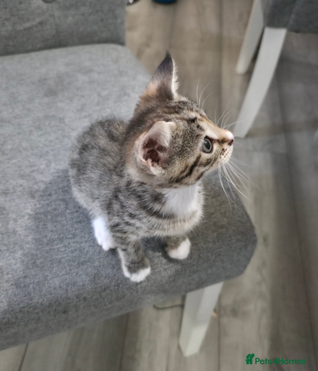 Mixed Breed cats for sale: Adorable Female Kitten for Sale! 🐾 - Image 4