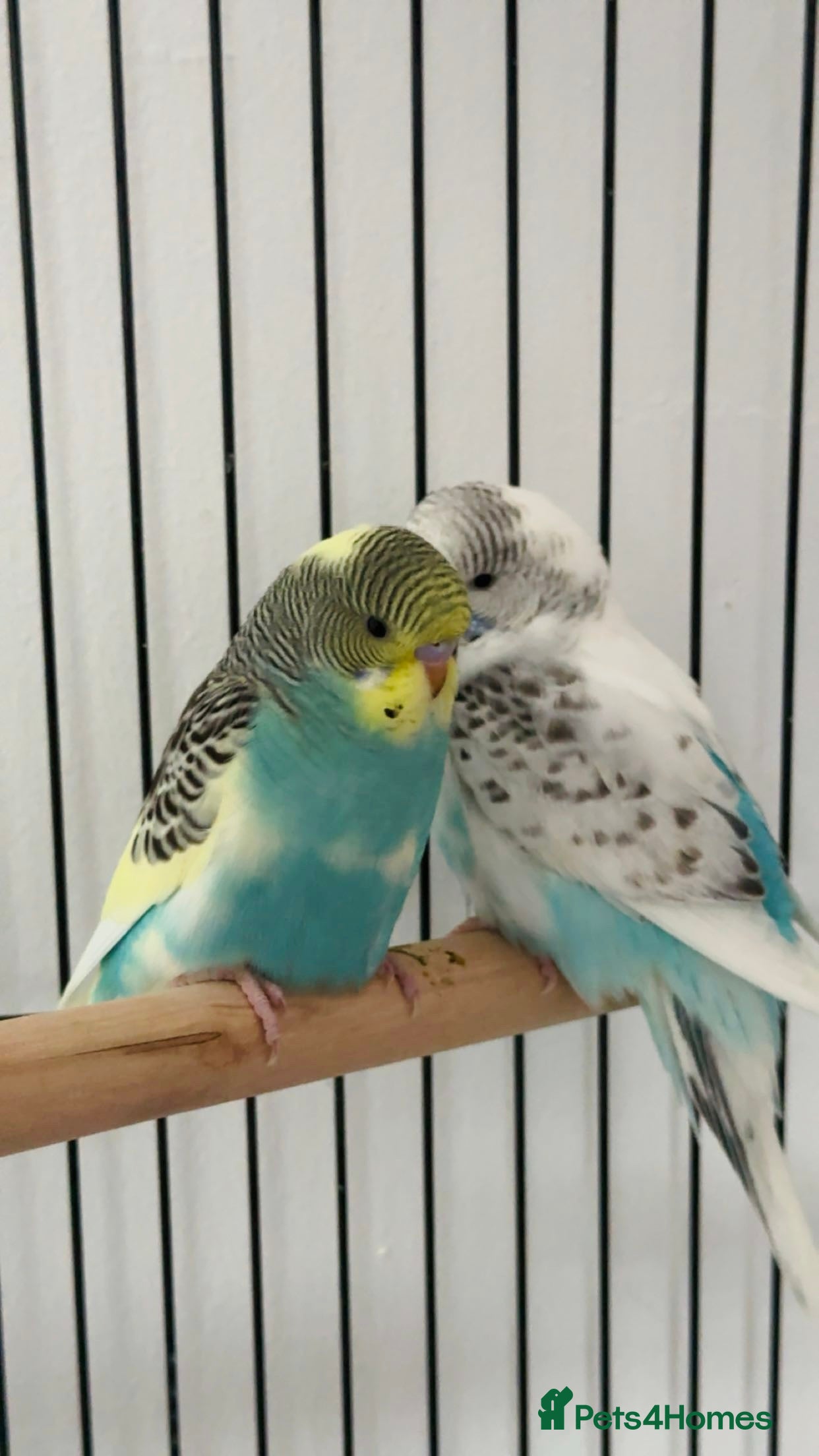 Budgerigars birds Budgies  - Advert 3