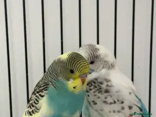 Budgerigars birds Budgies - Advert 3