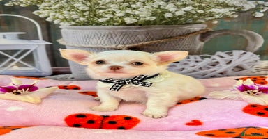 Chihuahua dogs - Advert 18